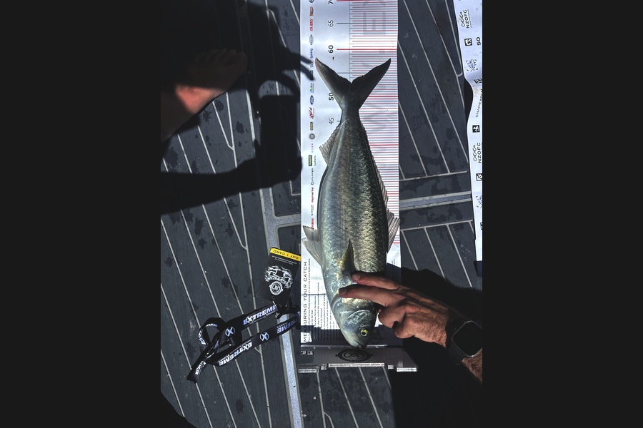 Rob Wilson caught this 53.0cm Kahawai at Coromandel during The Export NZ Fishing Competition