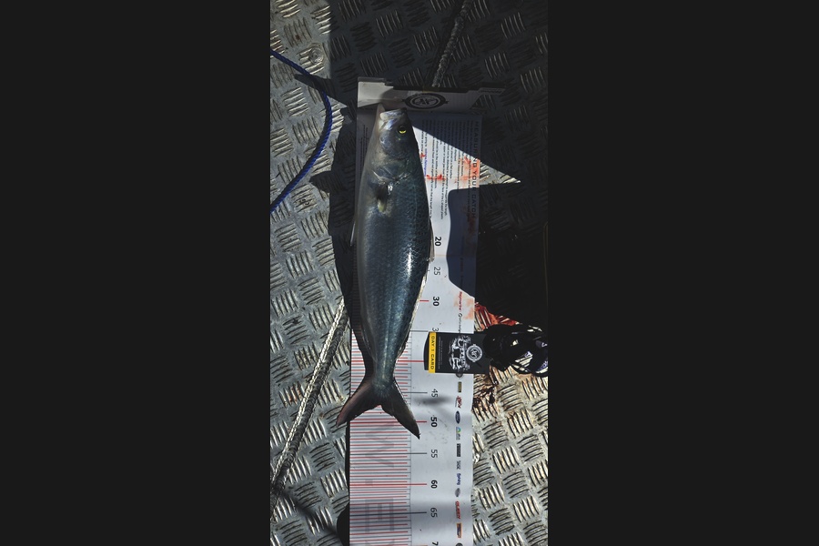 Maree Rodgers caught this 47.0cm Kahawai at Coromandel during The Export NZ Fishing Competition