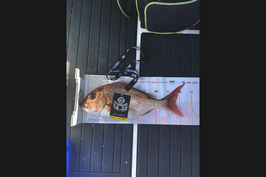 Liam Frederiks caught this 38.5cm Snapper at Coromandel during The Export NZ Fishing Competition