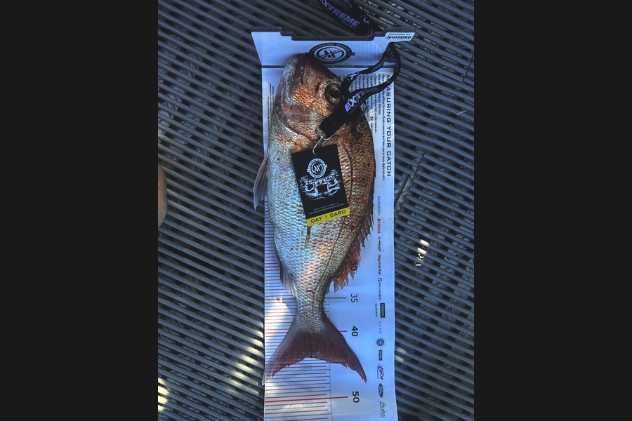 Luke Benefield caught this 44.0cm Snapper at Coromandel during The Export NZ Fishing Competition