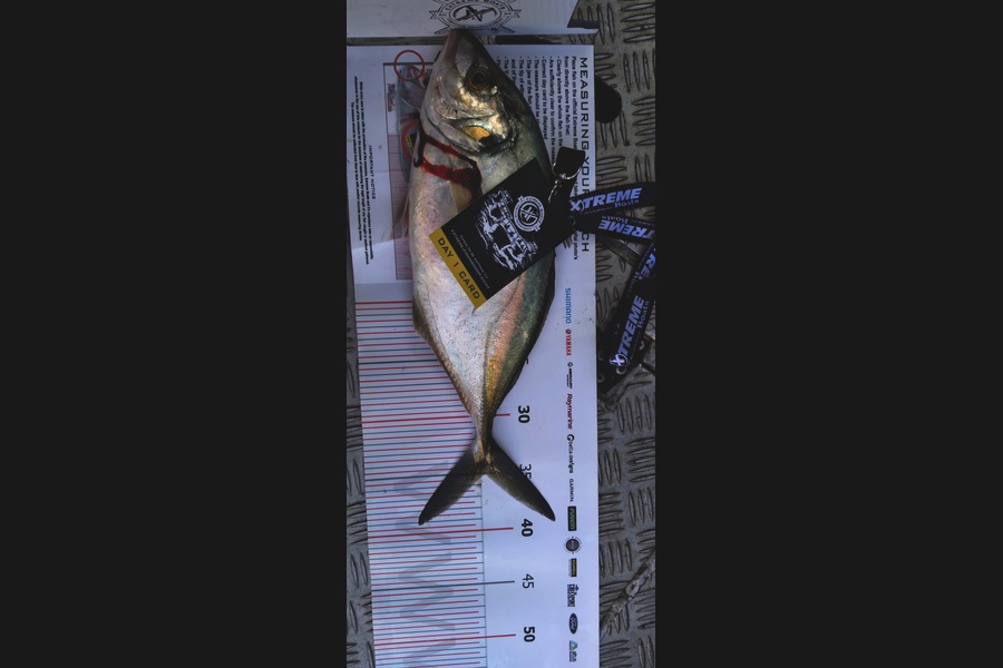 Diana  Andrews caught this 35.0cm Trevally at Coromandel during The Export NZ Fishing Competition