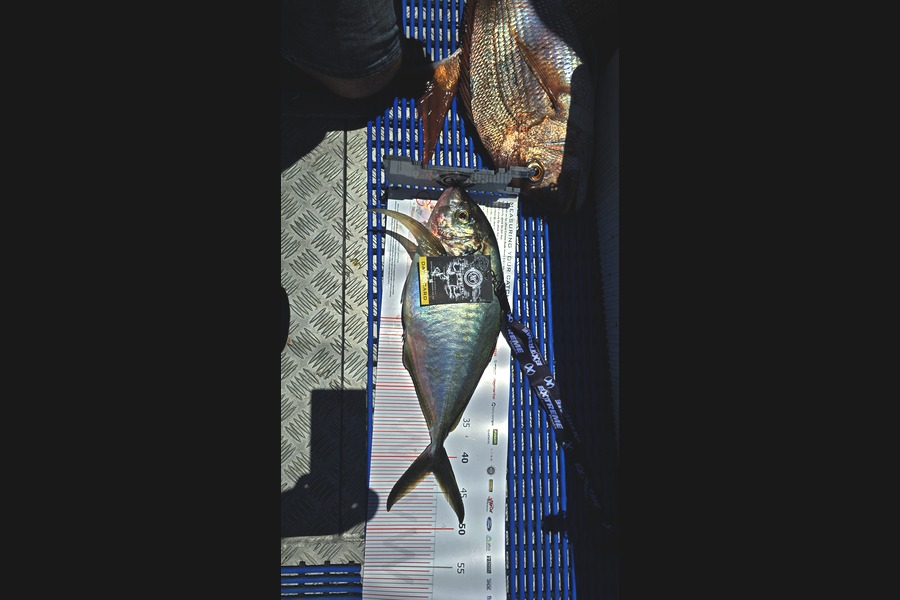 Lilybelle McHardy caught this 42.0cm Trevally at Coromandel during The Export NZ Fishing Competition