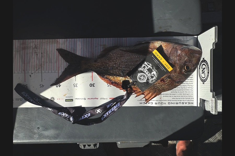 Allen Burr caught this 36.5cm Snapper at Coromandel during The Export NZ Fishing Competition