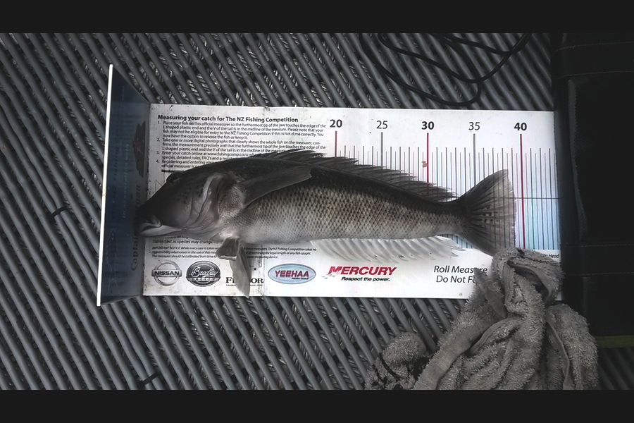 Mike  Johnston caught this 39.0cm Blue Cod at kapiti during The Export NZ Fishing Competition