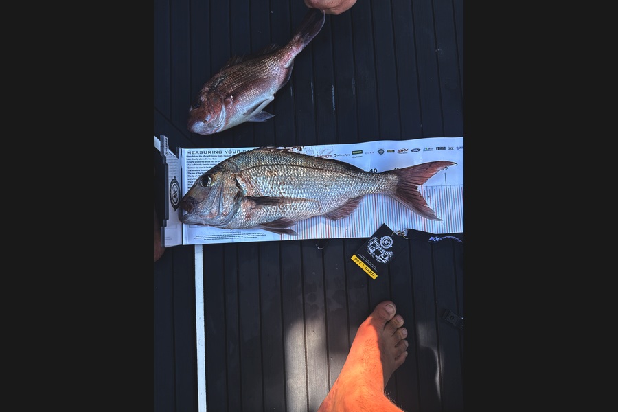 Kevin Webb caught this 49.0cm Snapper at Coromandel during The Export NZ Fishing Competition