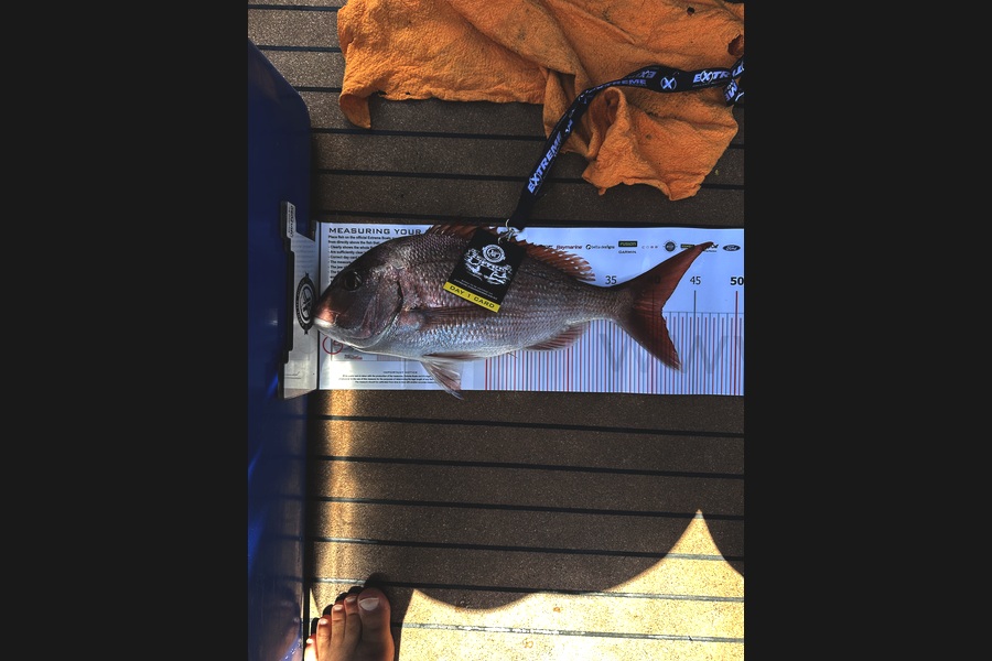 Tony Wilcock caught this 41.0cm Snapper at Coromandel during The Export NZ Fishing Competition