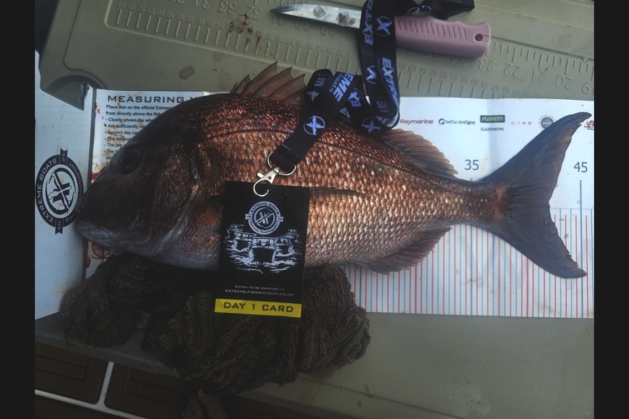 Greg Roberts caught this 42cm Snapper at Coromandel during The Export NZ Fishing Competition