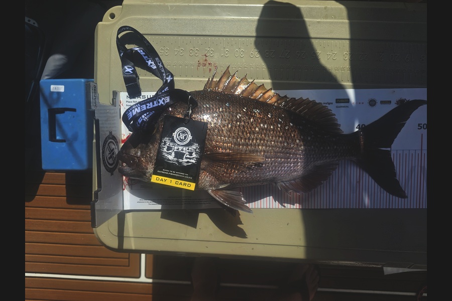 Greg Roberts caught this 45.0cm Snapper at Coromandel during The Export NZ Fishing Competition