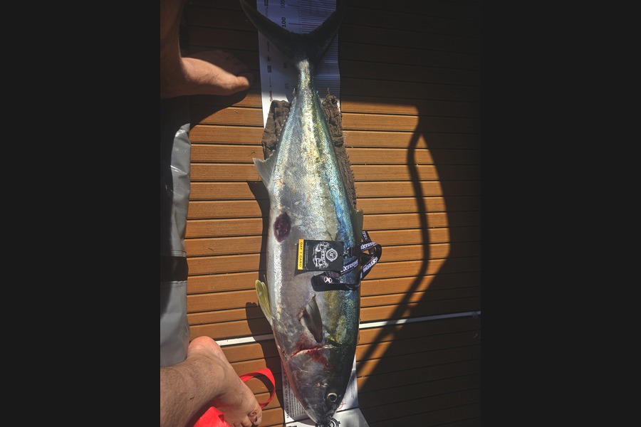 Greg Roberts caught this 97.5cm Kingfish at Coromandel during The Export NZ Fishing Competition