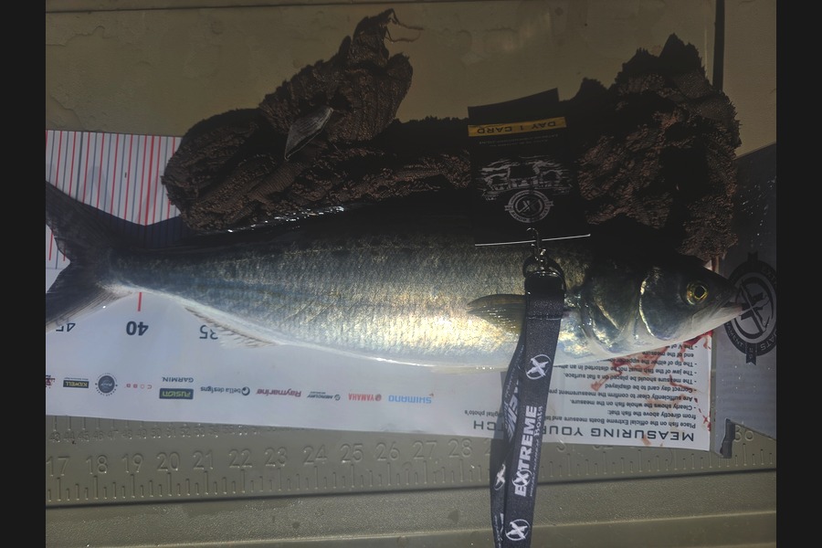 Greg Roberts caught this 42.0cm Kahawai at Coromandel during The Export NZ Fishing Competition
