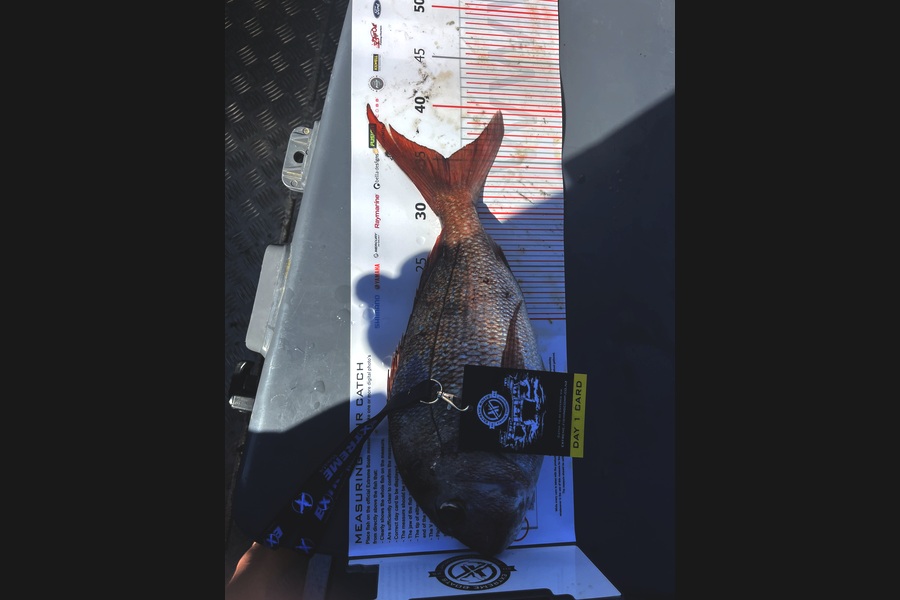 Mike Green  caught this 35.0cm Snapper at Coromandel during The Export NZ Fishing Competition