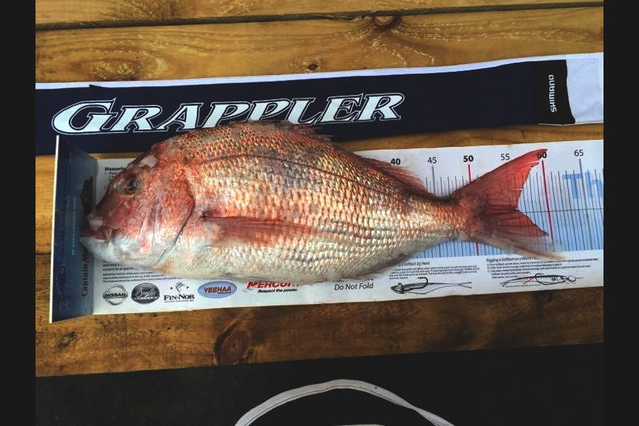 Brad Small caught this 55.5cm Snapper at Tiri during The Export NZ Fishing Competition