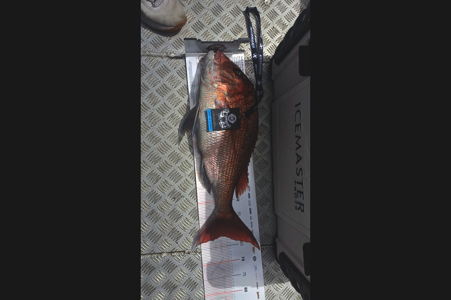 Trevor Kibby caught this 61.5cm Snapper at Coromandel during The Export NZ Fishing Competition