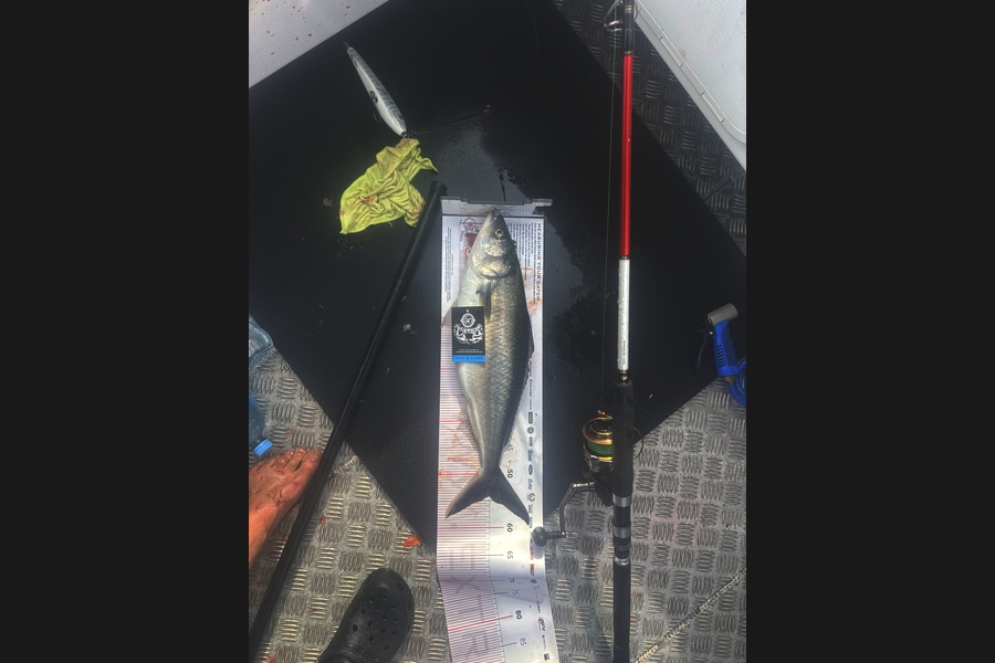 Fraser Scatchard caught this 54cm Kahawai at Coromandel during The Export NZ Fishing Competition