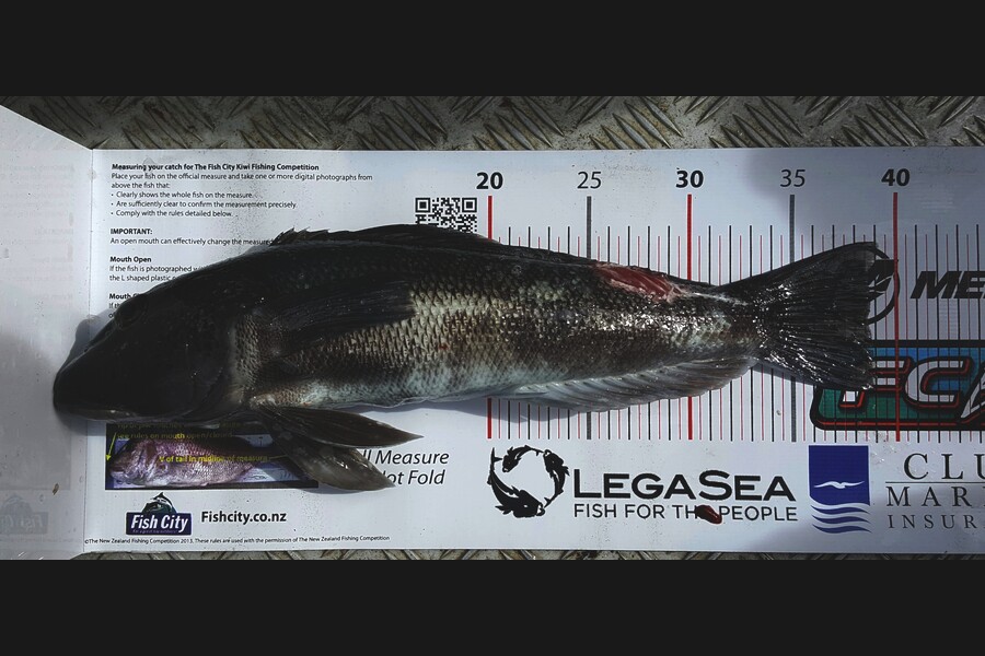 Mike Lean caught this 38.5cm Blue Cod at Kapiti during The Export NZ Fishing Competition