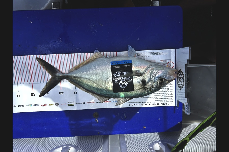 Wayne Parata caught this 42.5cm Trevally at Coromandel during The Export NZ Fishing Competition