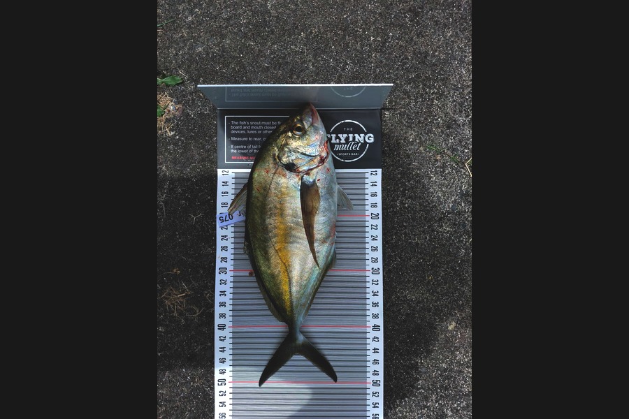 Joshua  Melchers  caught this 42.5cm Trevally at Bay of Plenty during The Export NZ Fishing Competition