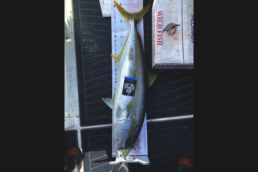 Warren Hay caught this 85.0cm Kingfish at Coromandel during The Export NZ Fishing Competition