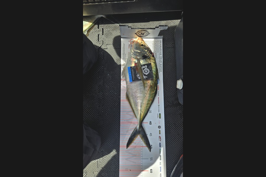 Jay Gulde caught this 45cm Trevally at Coromandel during The Export NZ Fishing Competition