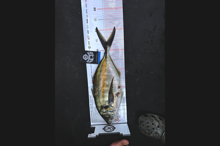 Isreal  Fussell caught this 44cm Trevally at Coromandel during The Export NZ Fishing Competition