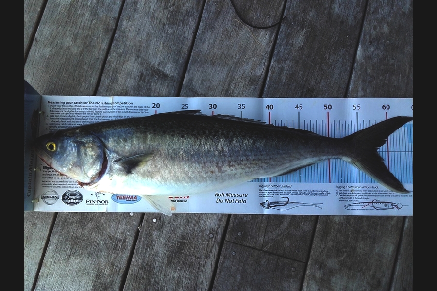 Dave Adams caught this 57.5cm Kahawai at Waiwera during The Export NZ Fishing Competition
