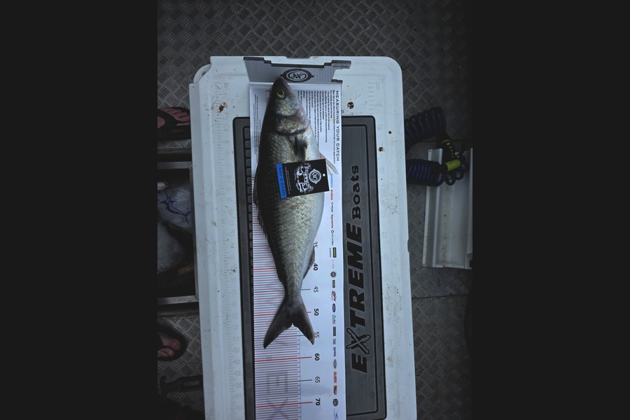 Leslie Shaw caught this 52.0cm Kahawai at Coromandel during The Export NZ Fishing Competition