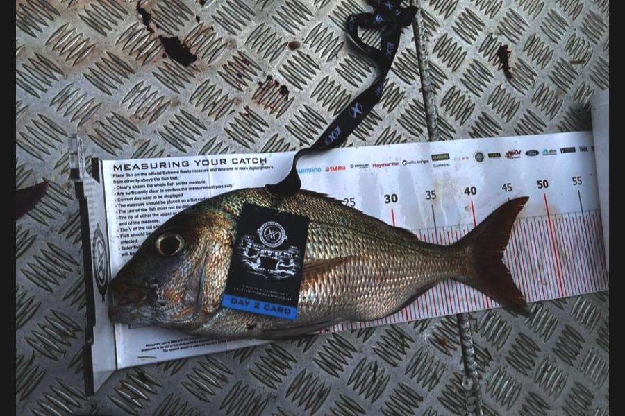 Richard Currie caught this 42.5cm Snapper at Coromandel during The Export NZ Fishing Competition