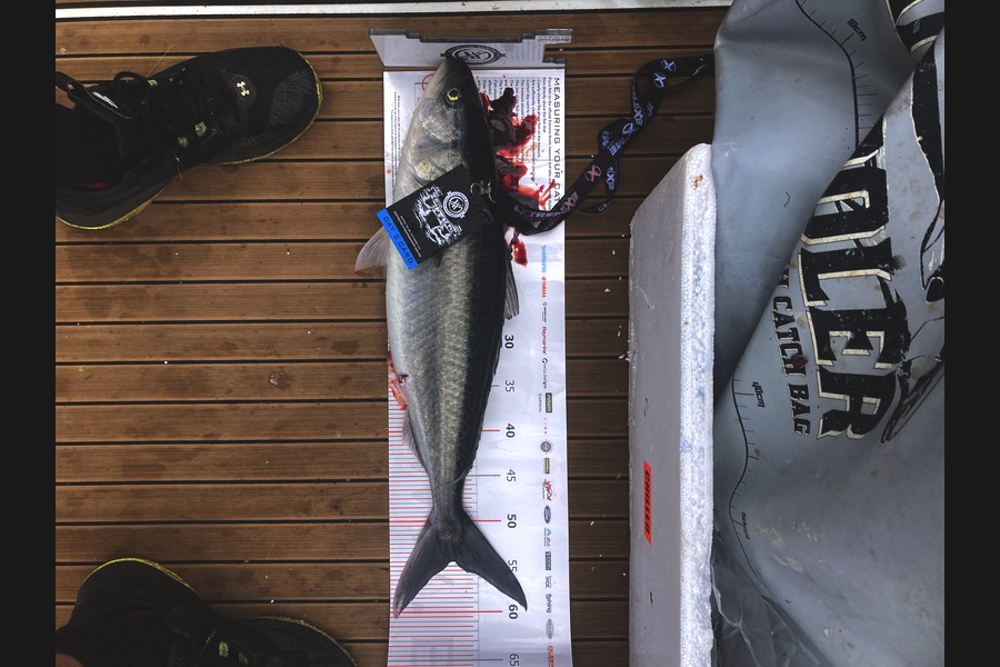 Kurt Currie caught this 54.5cm Kahawai at Coromandel during The Export NZ Fishing Competition