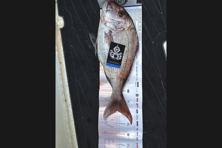 Grant Allen caught this 49.5cm Snapper at Coromandel during The Export NZ Fishing Competition