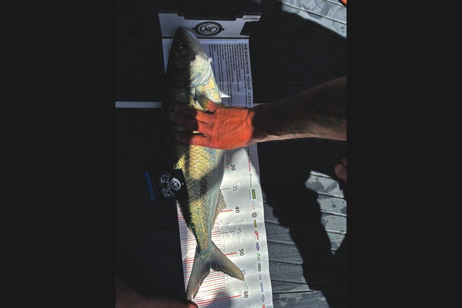 Tony Mass caught this 52.5cm Kahawai at Coromandel during The Export NZ Fishing Competition