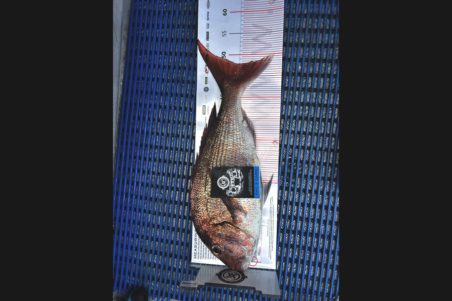 Simeon Whitley caught this 47.5cm Snapper at Coromandel during The Export NZ Fishing Competition