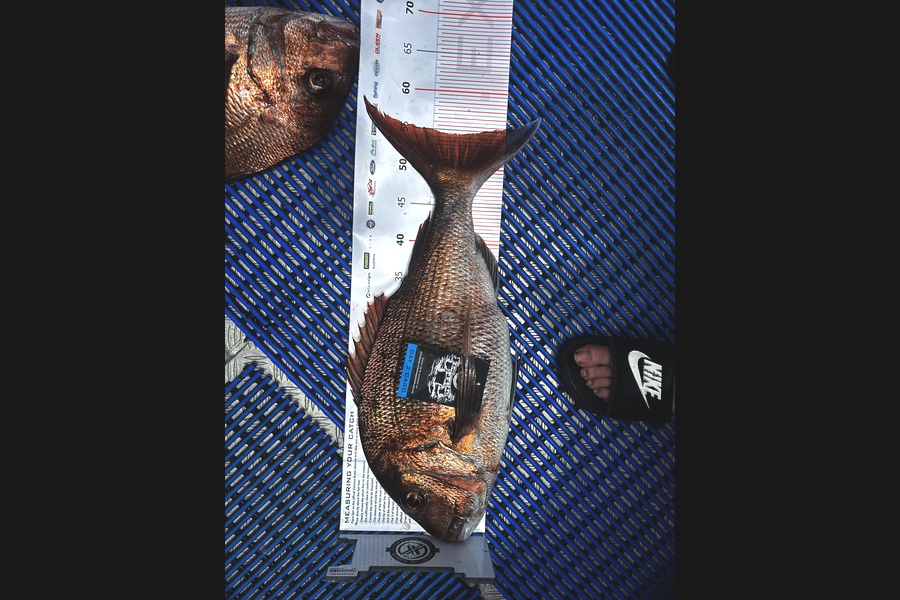 Richard  Brown caught this 54.5cm Snapper at Coromandel during The Export NZ Fishing Competition