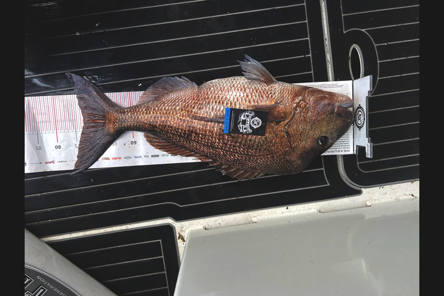 Ben Shaw caught this 72.5cm Snapper at Coromandel during The Export NZ Fishing Competition