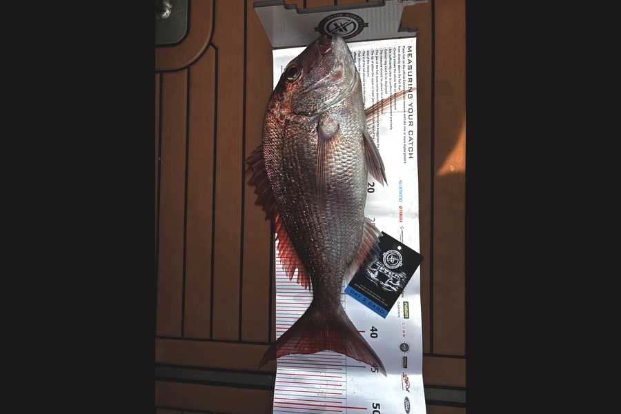 Max Hynds caught this 42.5cm Snapper at Coromandel during The Export NZ Fishing Competition