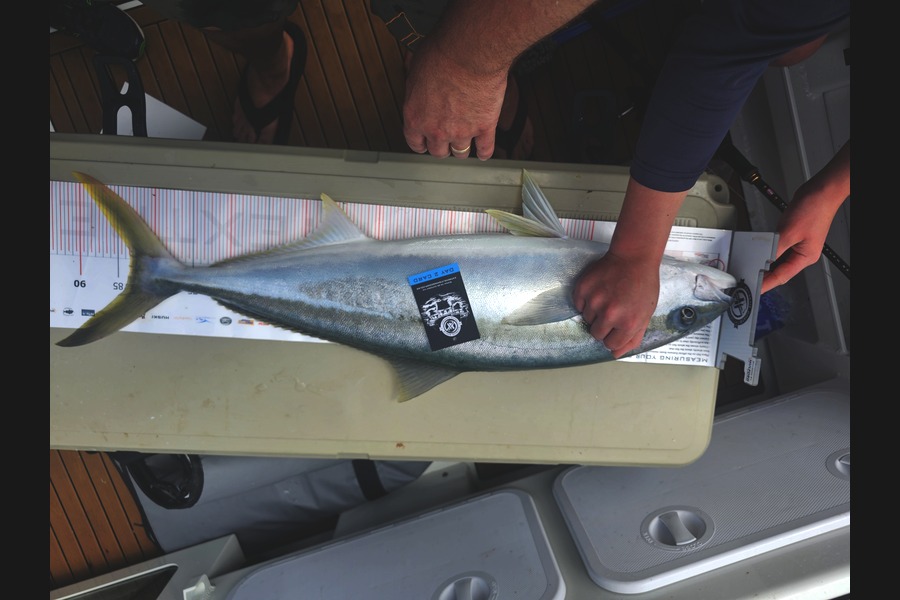 Greg Roberts caught this 83.5cm Kingfish at Coromandel during The Export NZ Fishing Competition