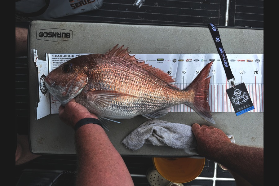 Pete  Lamont  caught this 53.0cm Snapper at Coromandel during The Export NZ Fishing Competition