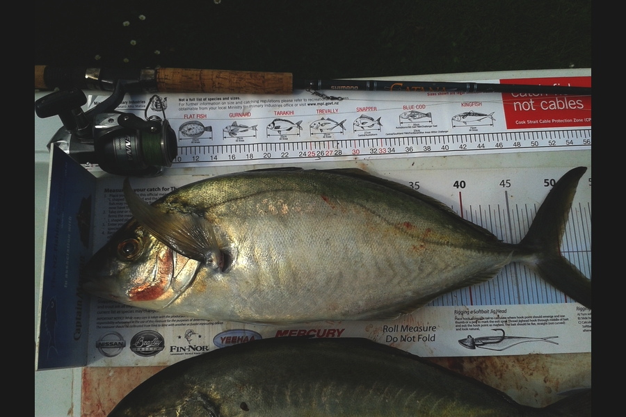 Dan Musson caught this 50.0cm Trevally at welly harb during The Export NZ Fishing Competition