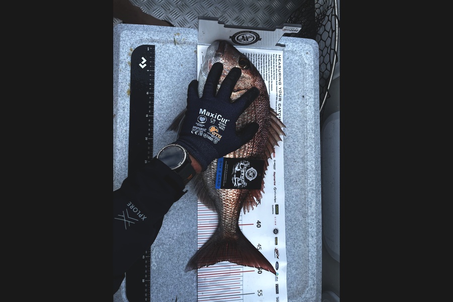 Simon Batey caught this 47.5cm Snapper at Coromandel during The Export NZ Fishing Competition