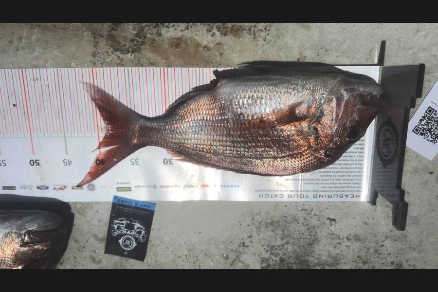 Nick Sneddon caught this 39.0cm Snapper at Coromandel during The Export NZ Fishing Competition