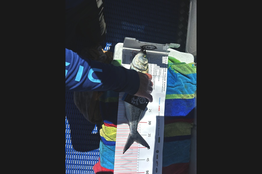 Simeon Whitley caught this 37.5cm Kahawai at Coromandel during The Export NZ Fishing Competition