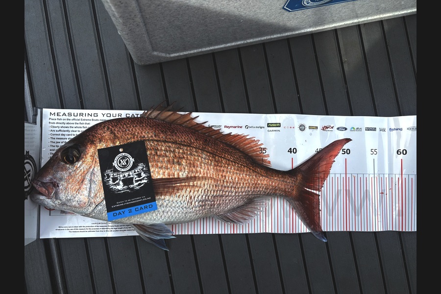 Aaron mallett caught this 45.0cm Snapper at Coromandel during The Export NZ Fishing Competition