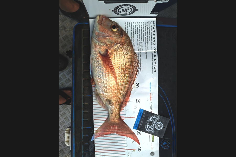 Grant French caught this 34.5cm Snapper at Coromandel during The Export NZ Fishing Competition