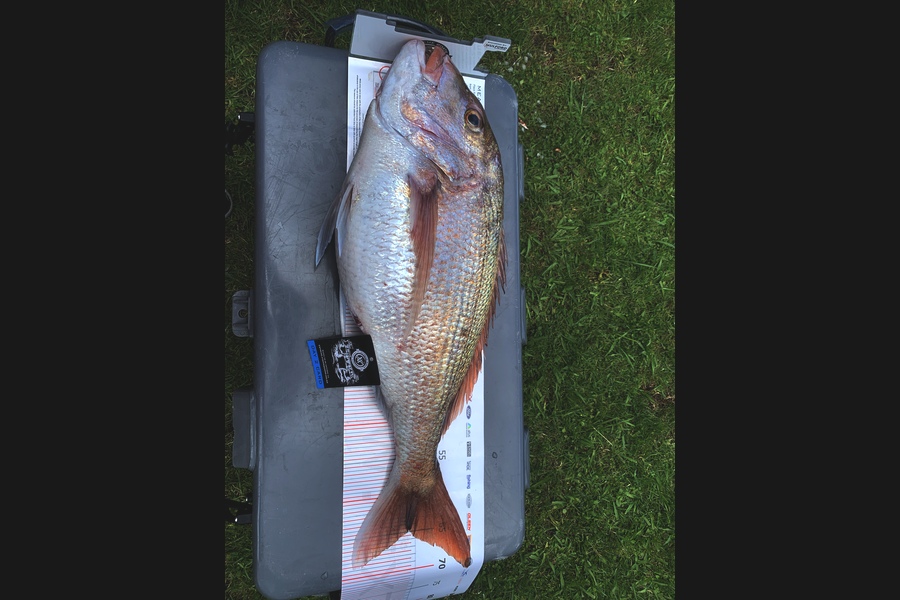 Grant Dixon caught this 64.5cm Snapper at Coromandel during The Export NZ Fishing Competition