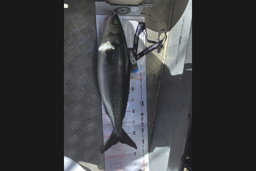 Jenny Stockley caught this 53.0cm Kahawai at Coromandel during The Export NZ Fishing Competition