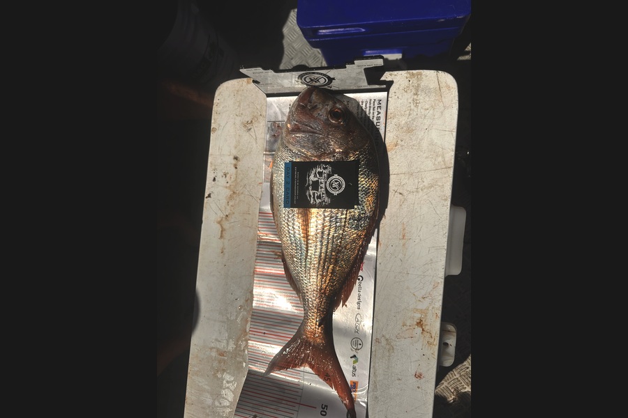 Patrick Scott caught this 44.0cm Snapper at Coromandel during The Export NZ Fishing Competition