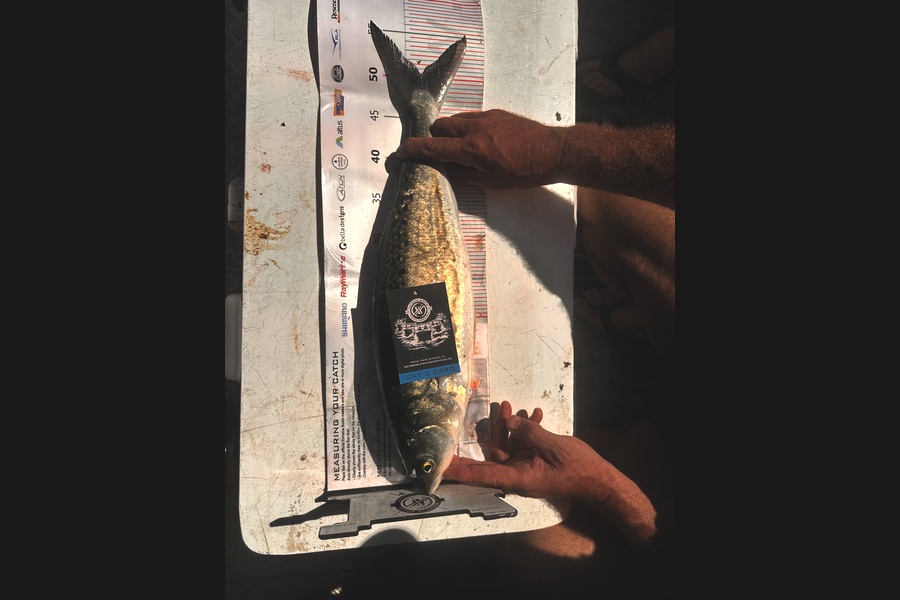 Patrick Scott caught this 50.5cm Kahawai at Coromandel during The Export NZ Fishing Competition