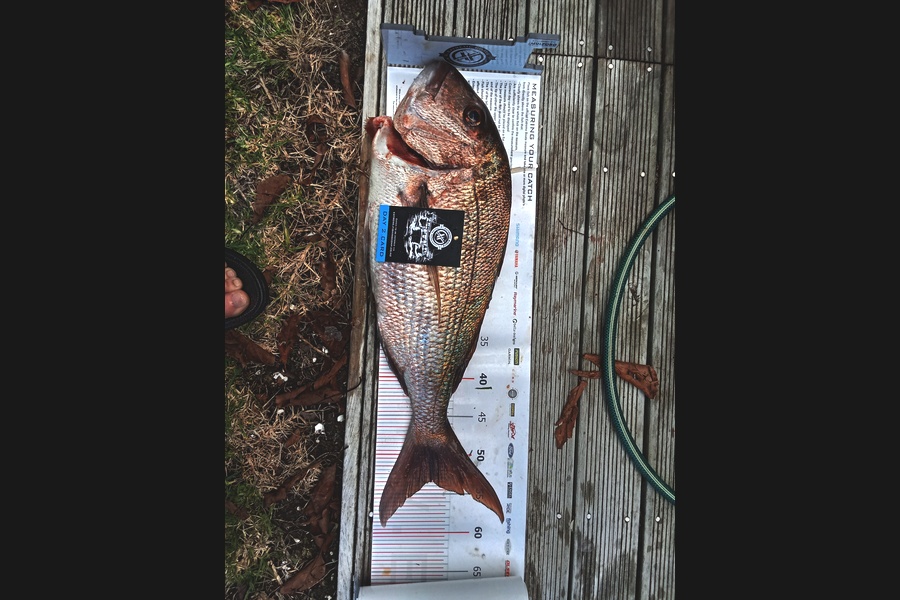 Justin Lingard caught this 53.0cm Snapper at Coromandel during The Export NZ Fishing Competition