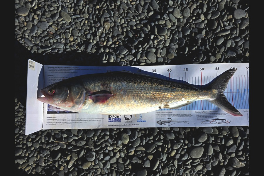 Andy Madill caught this 57.0cm Kahawai at Canterbury during The Export NZ Fishing Competition