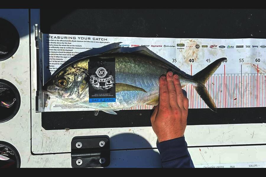 Finn Holmes caught this 43.5cm Trevally at Coromandel during The Export NZ Fishing Competition