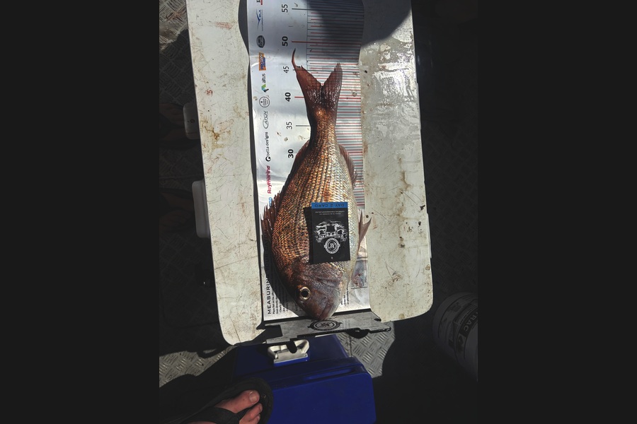 Ian Mccormick  caught this 42.0cm Snapper at Coromandel during The Export NZ Fishing Competition